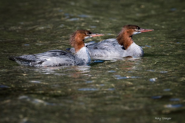 504 3-DSC_0939a1cmLNL1100