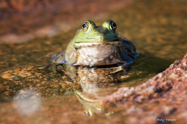 303 13-DSC_3260a1cmx1100