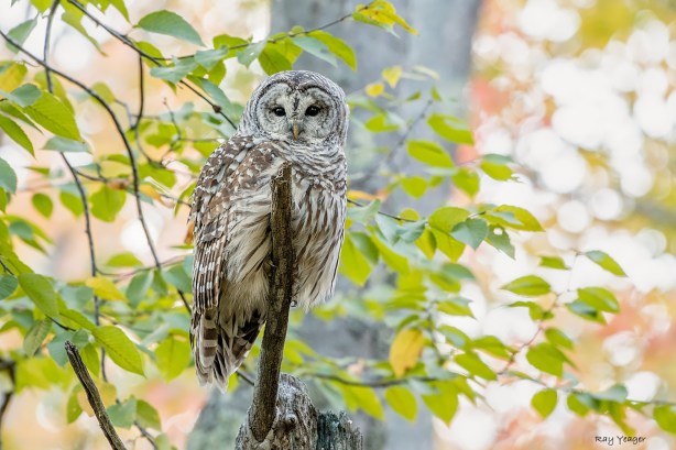 702 3-DSC_3603a1LD1500