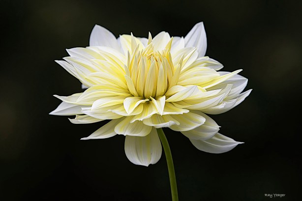 702z-7z-DSC_1909a1mmD1500