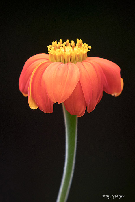 703z-13-DSC_1741a1m700