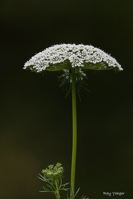 710z-9-DSC_2011a1m700