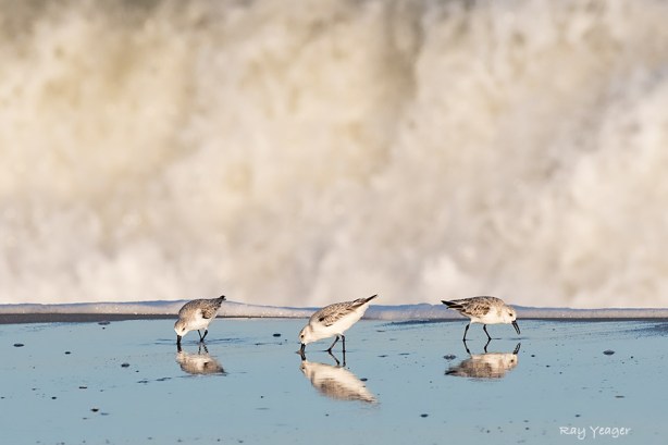 501 1-DSC_4223a1cmL960