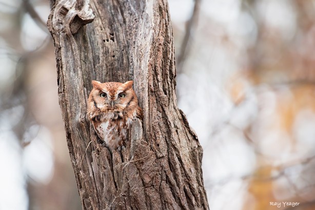 505 3-DSC_8942-a1c2mD960