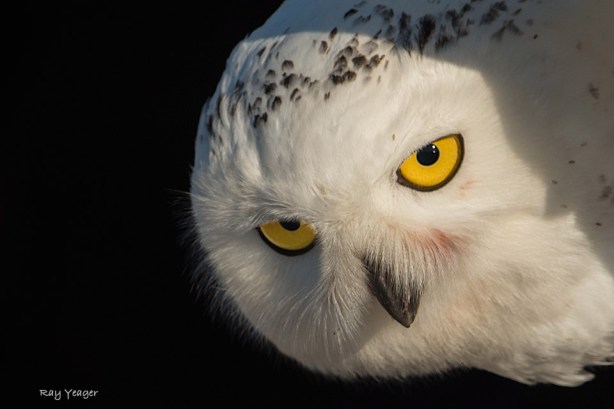 101 1 15-DSC_0277a1cmLD960