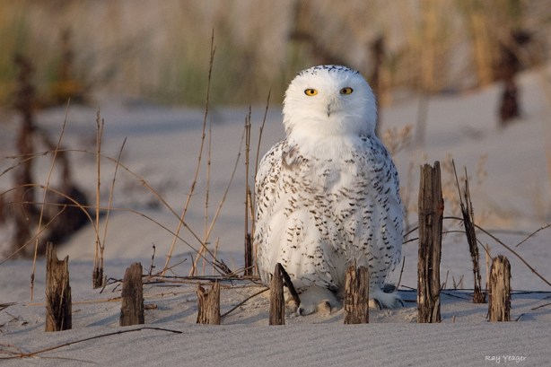 101 9z-DSC_0682a1mL3x1500