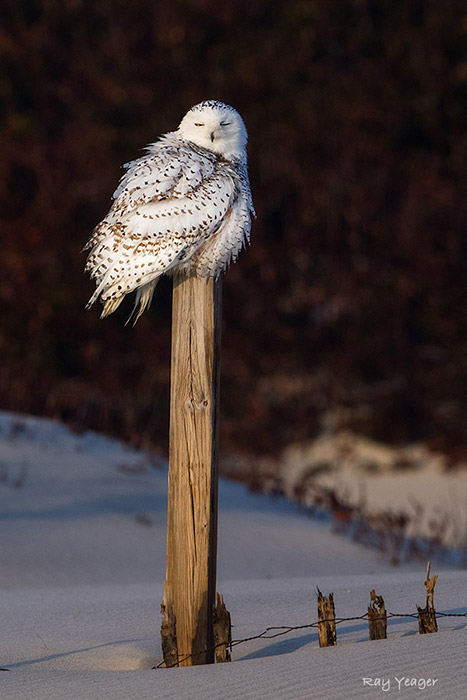 106-13-DSC_0720a1mL3700