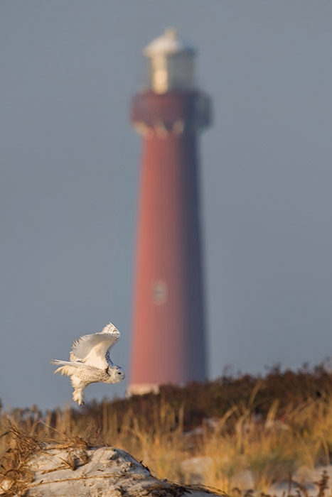 108-DSC_0664a1cmLDLxC2700