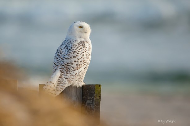 111 9-DSC_1483a1X1mLD31100