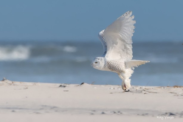 5-DSC_1388a1cmLD1100