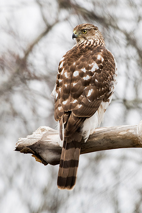 105 DSC_8715a1cmLC2700