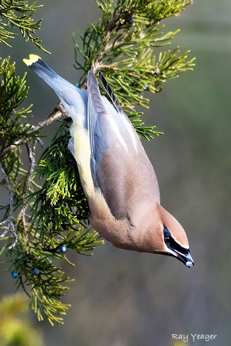 201z-DSC_3771a1mLD700