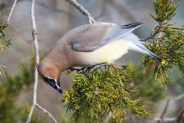 204z-DSC_3759a1ml960