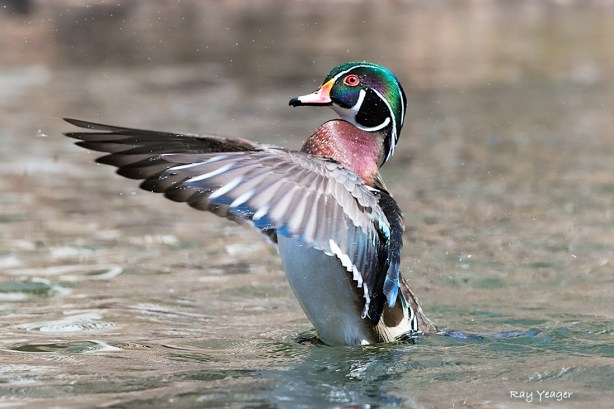 503 5-DSC_7874a1mLDx1100