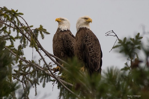 100 3z-DSC_1313a1mLDx31100