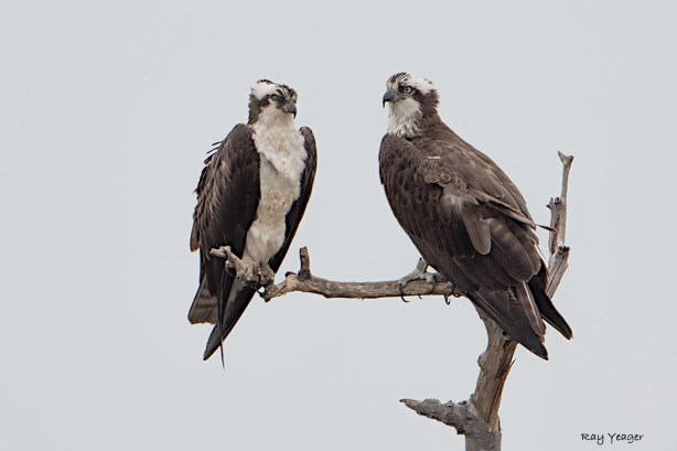 104 11z-DSC_1722a1mLc31100