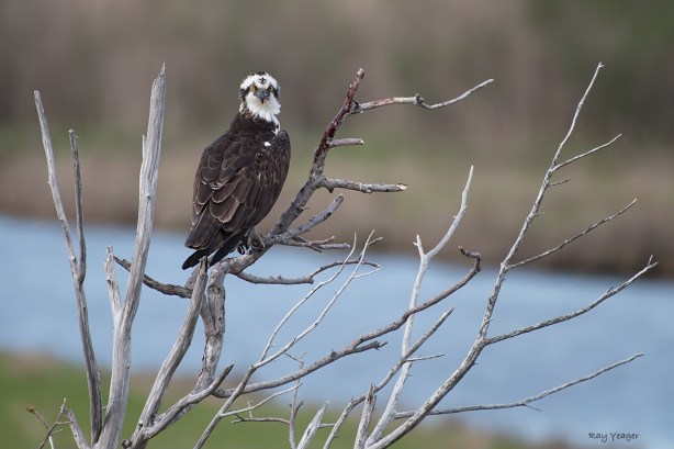 106 1-DSC_2569a1c2mD1500