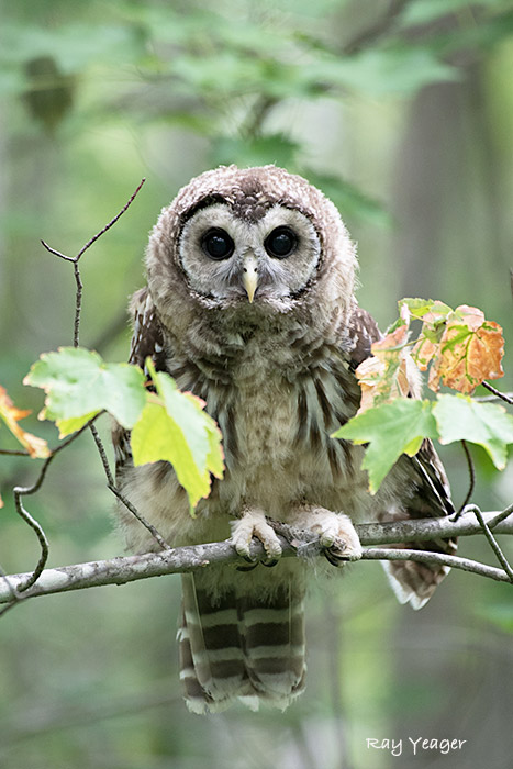 101z-DSC_4030a1m3c2700