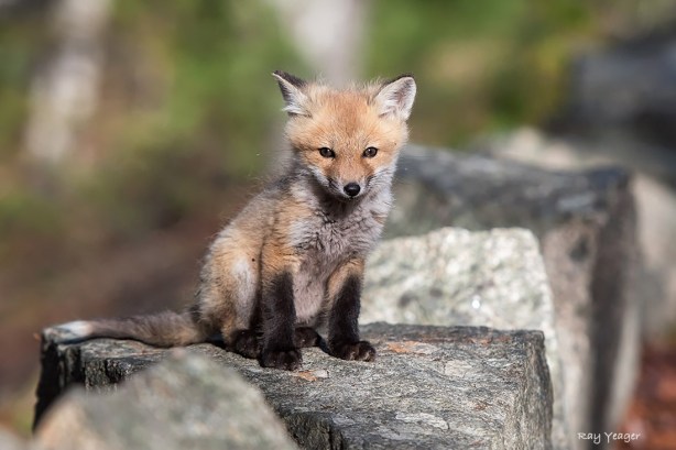 102 3z-DSC_3075a1mLD1100