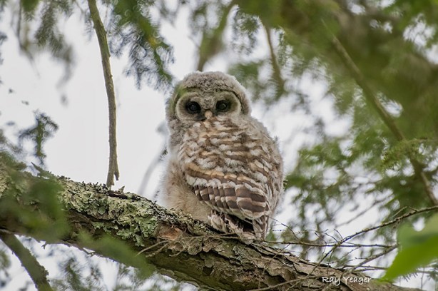 102z-7-DSC_4048a1mLDc21100