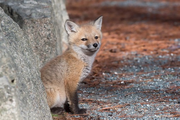 104 5z-DSC_3102a1mLD1100