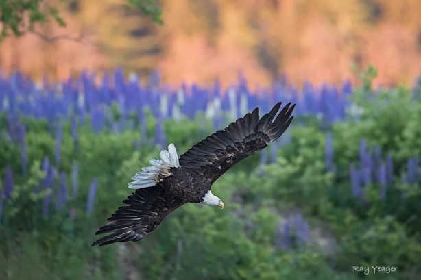 105 1-DSC_1668a1mLD960