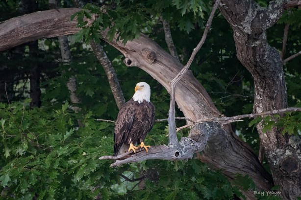 111 9-DSC_0552a1mLD1100