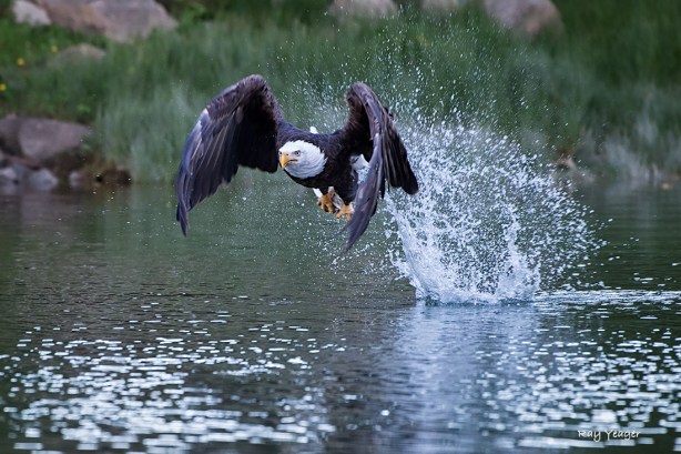 200 3-DSC_0730a1mLD1100