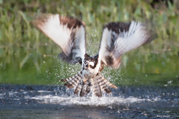 205 1-DSC_6777a1mLD1500