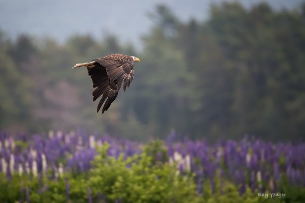 210 5-DSC_2093a1mLD1100