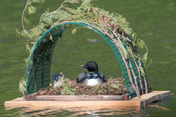 102 1-DSC_8761a11100