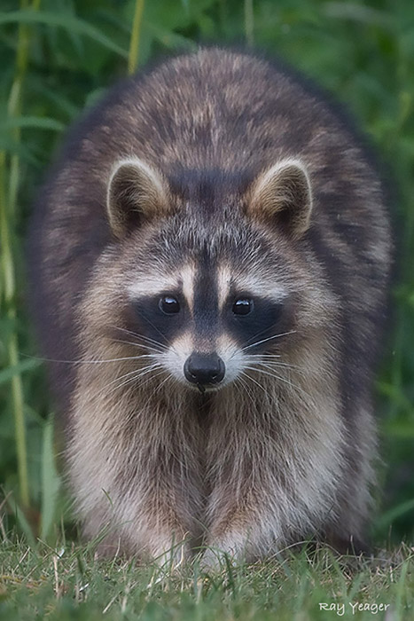 102z-DSC_9094a1mLD700