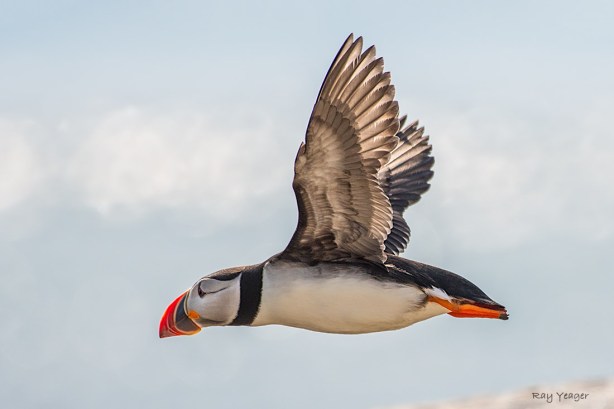 103-DSC_9116a1mLD1100