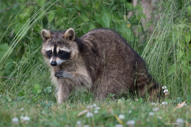 104 1-DSC_9811a11500