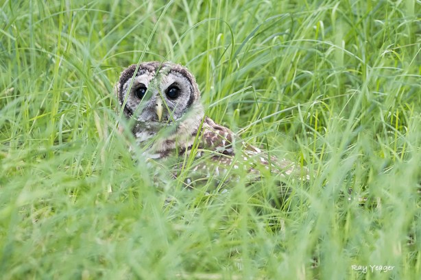 104 5z-DSC_1995a1mLD1100