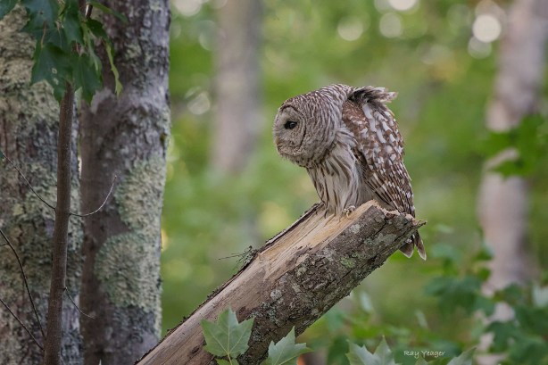 105 7nz-DSC_1412a1mLDx1500