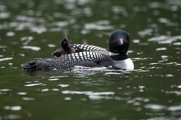 106 1z-DSC_3448a1mLD960