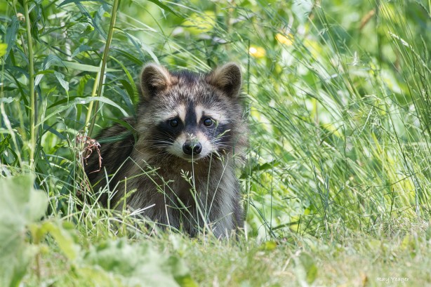 107 1-DSC_8941a1L1500