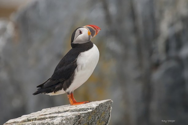 107 29-IMG_2451a1c2mLi1500