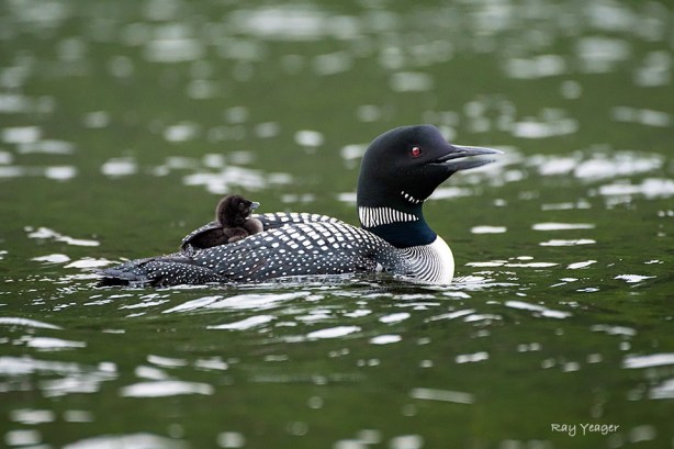 108 3z-DSC_3448a1mLD960