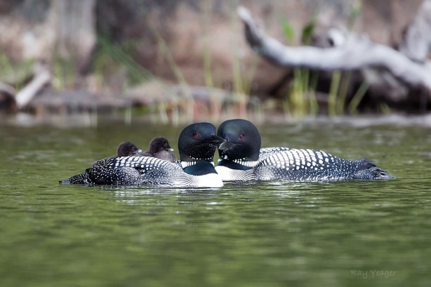 109 1-DSC_3691a1mzl3D960