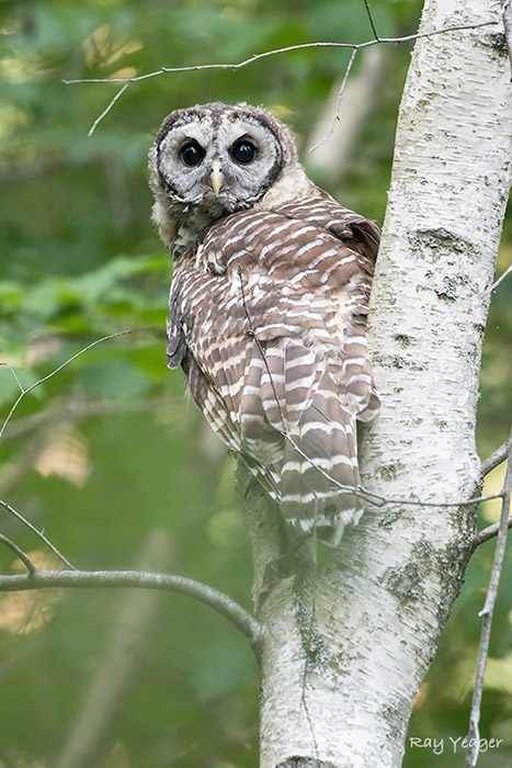 110-7-DSC_1872a1mLD700