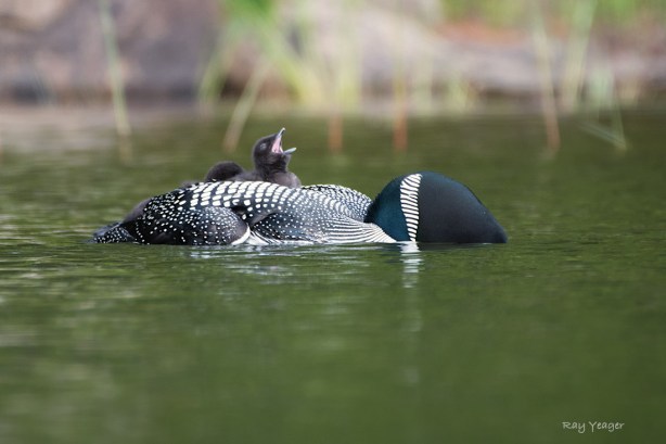 111 5-DSC_3682a1mLD1100