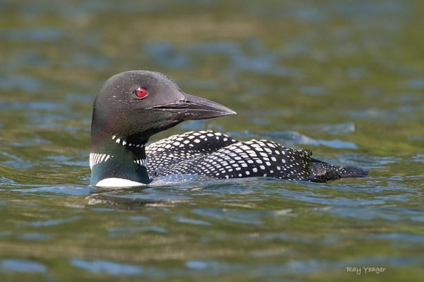 114 201 15-DSC_3898a1mLD1100