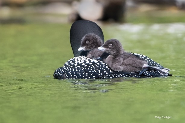 115 202 9-DSC_3706a1c2mLDx1100