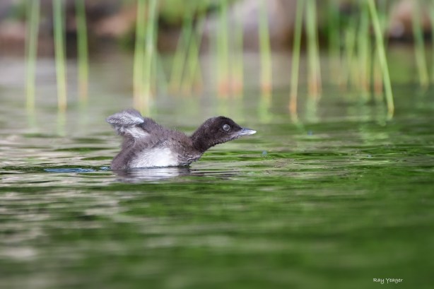 116 203 9-D4S_7115a1mLD1500