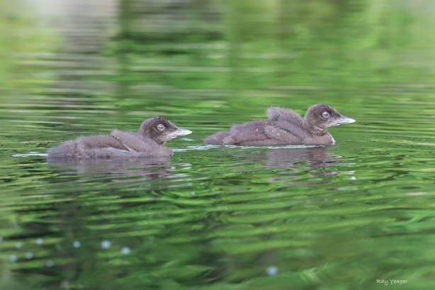 117 204 13-D4S_7287a1cD1500