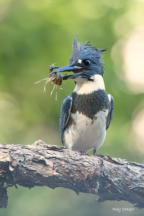 102 3z-D4S_9836a1cmLDx700