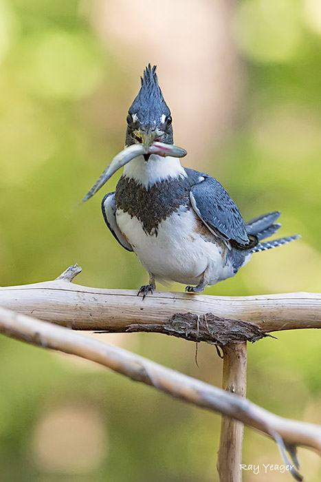 104 19-D4S_0175a1mLD700