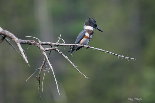 108 1z-D50_6020a1mLD1100